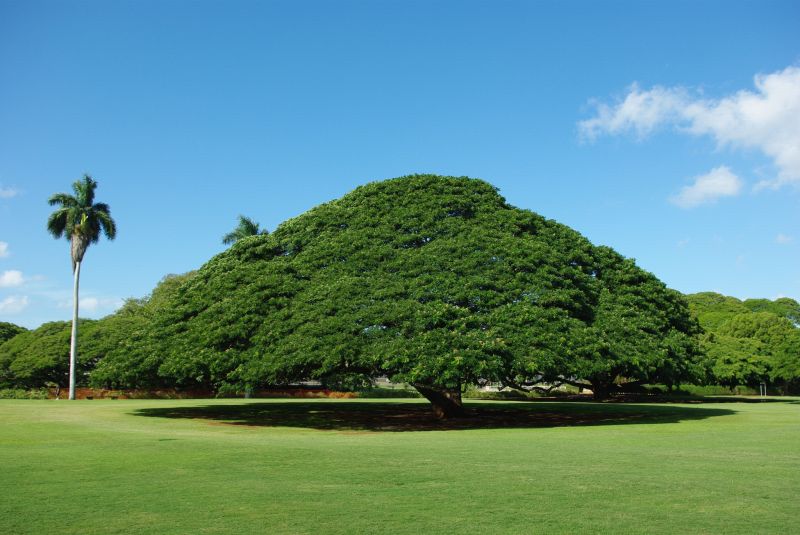 cay-hitachi cay-hitachi